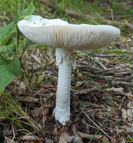 Garlic-Odored Death Cap (Amanita suballiacea)