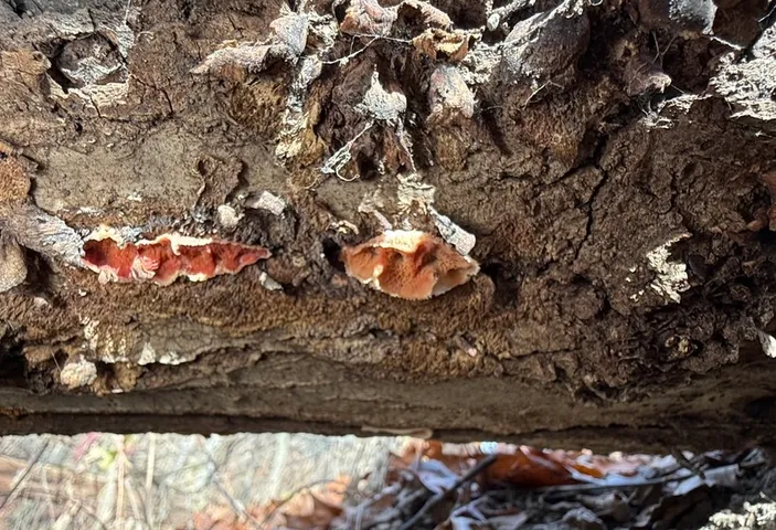 Trembling Crust (Merulius tremellosus)