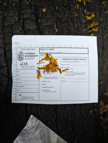 Fan-shaped Jelly Fungus (Dacrymyces spathularia)