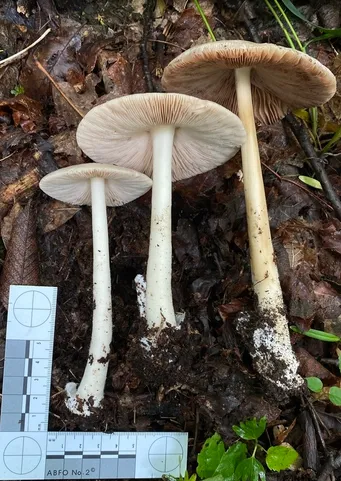 Volvopluteus michiganensis