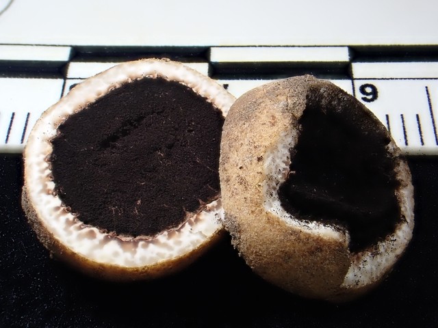 undefined (Elaphomyces sp.)