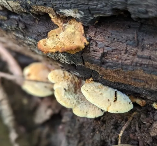 Oyster Rollrim (Tapinella panuoides)