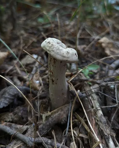Purple-and-white Deceiver (Laccaria ochropurpurea)