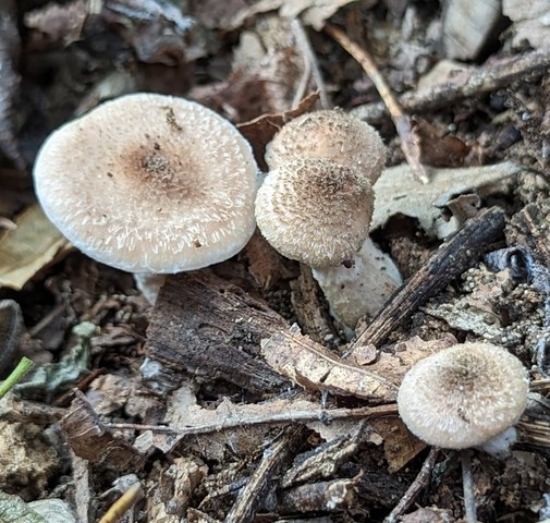 White Honey Mushroom (Armillaria gallica)