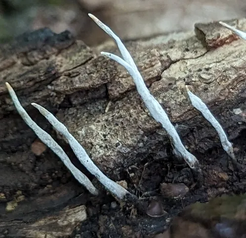 Xylaria sp-IN01