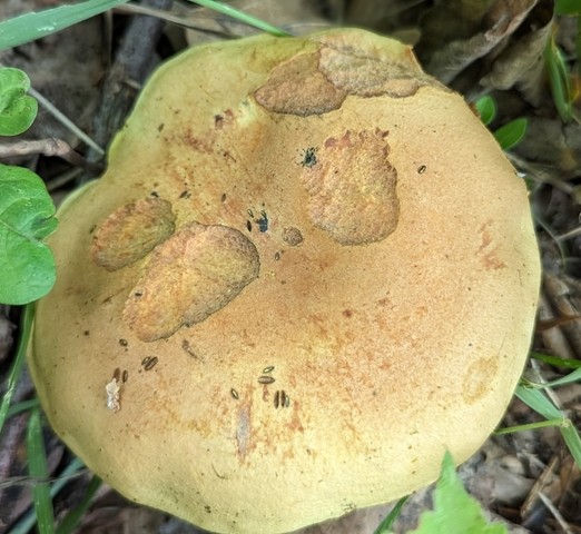 null (Boletus vermiculosoides)