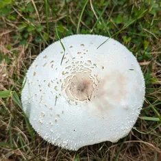Green-spored Parasol