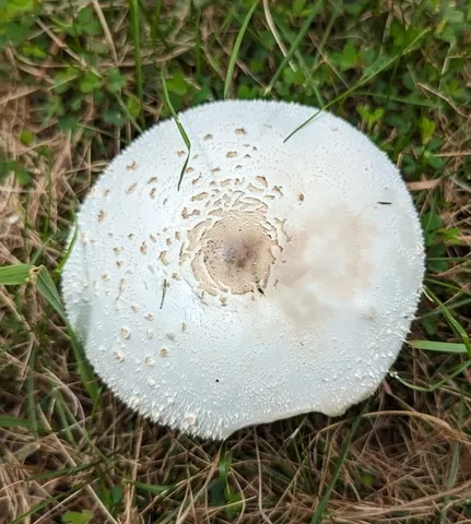Chlorophyllum molybdites