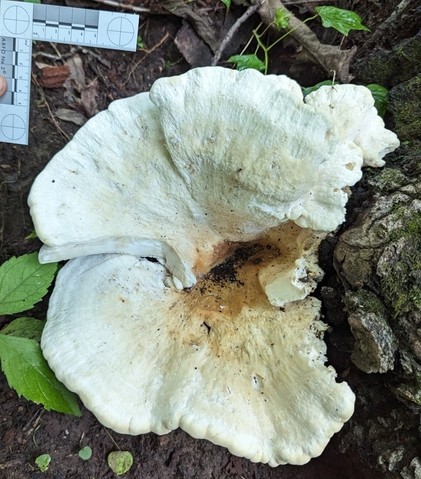 Berkeley's Polypore (Bondarzewia berkeleyi)