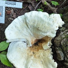 Berkeley's Polypore