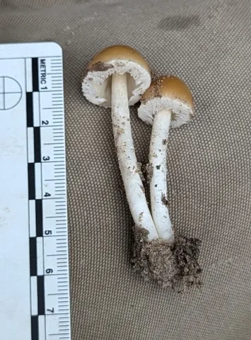Pale Brittlestem (Candolleomyces candolleanus)