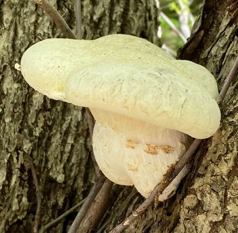 Lynx Paw Oyster (Pleurotus levis)