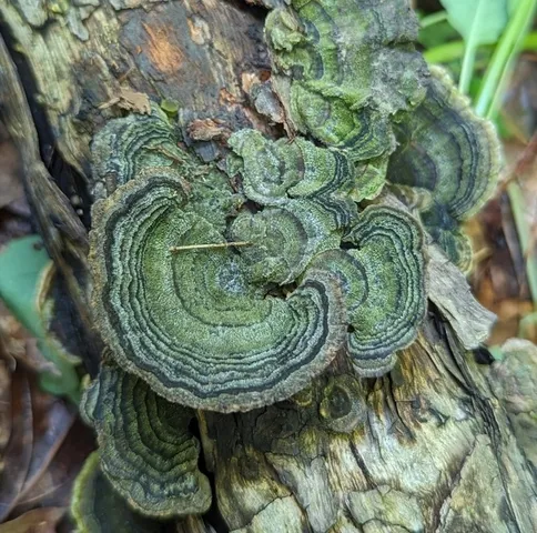 Turkey Tail (Trametes versicolor)