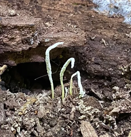 Slinder-Footed Cordyceps (Cordyceps tenuipes)