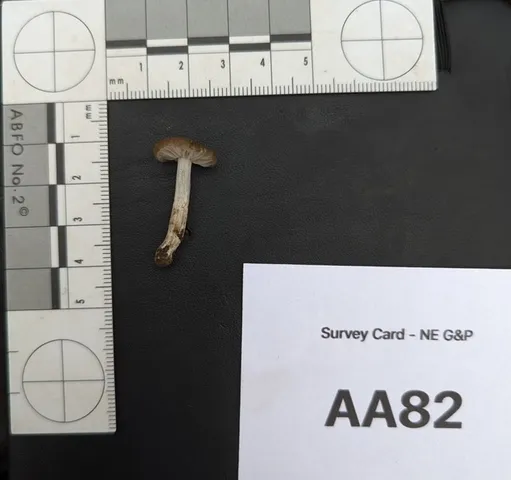 (Entoloma sp. 'IN56')