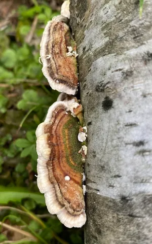Turkey Tail (Trametes versicolor)
