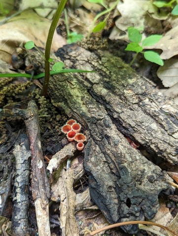 Pink Fringed Faery Cup (Microstoma floccosum)