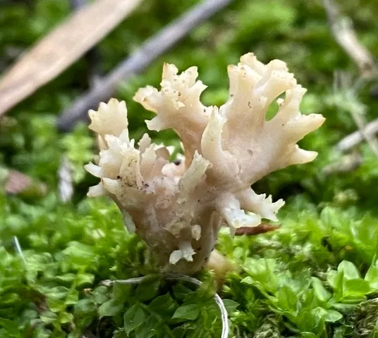 Clavulina sp-IN05