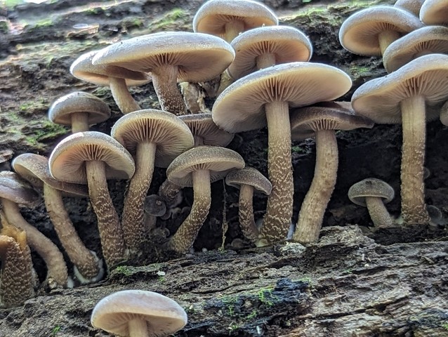 Scaber Stem Agrocybe (Agrocybe firma)