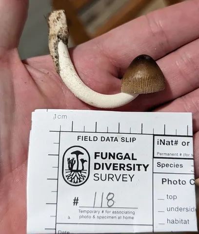 undefined (Amanita fuscozonata)