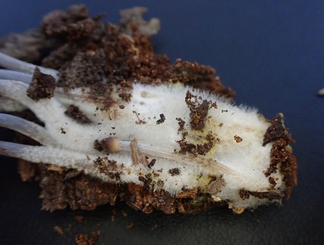 Clustered Bonnet (Mycena inclinata-IN01)