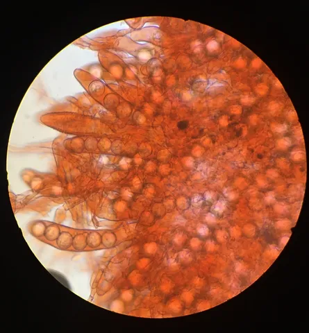 undefined (Densocarpa shanorii)