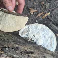 Lumpy Bracket