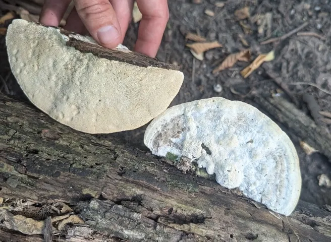 Trametes gibbosa