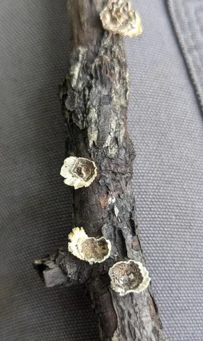 Little Nest Polypore (Trametes conchifer)