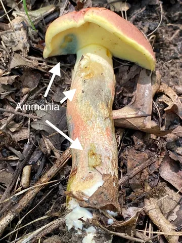 undefined (Lanmaoa pseudosensibilis)