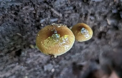 Viscid Bolbitius (Bolbitius viscosus)