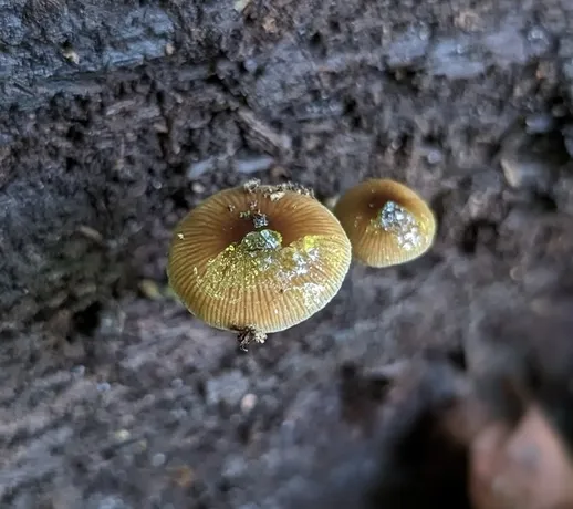 Viscid Bolbitius (Bolbitius viscosus)