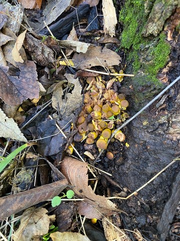 Yellow Honey Mushroom (Armillaria mellea)