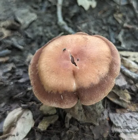 Tiffany's Webcap (Cortinarius tiffanyae)