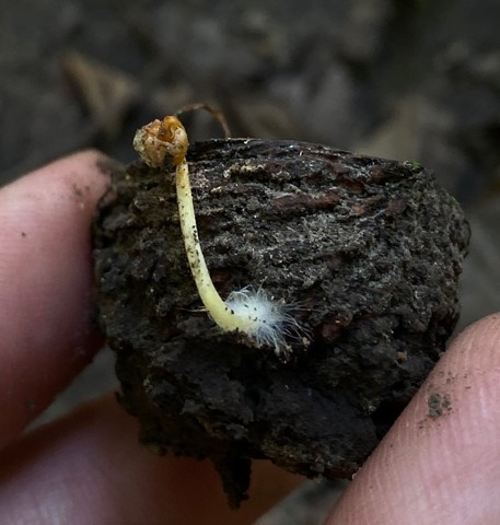Walnut Mycena (Mycena crocea)