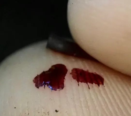 Bleeding Fairy Helmet (Mycena sp. 'haematopus-IN01')