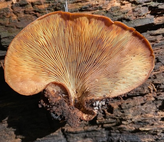 Bear Lentinus (Lentinellus ursinus)