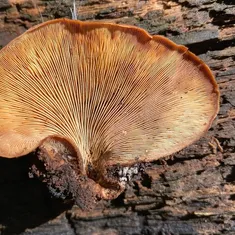Bear Lentinellus