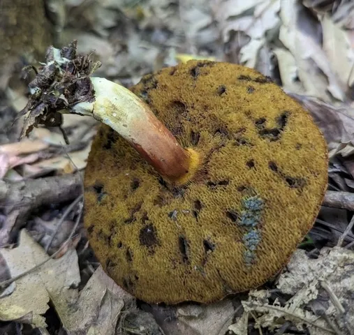 undefined (Hortiboletus sp-IN03)
