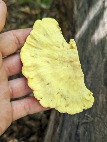 Chicken Of The Woods (Laetiporus sulphureus)