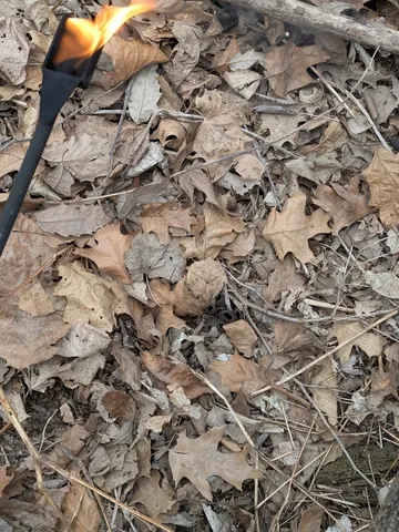 Devil's Urn (Urnula craterium)