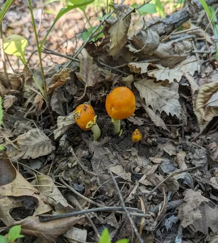 Yellow Patches (Amanita flavoconia)