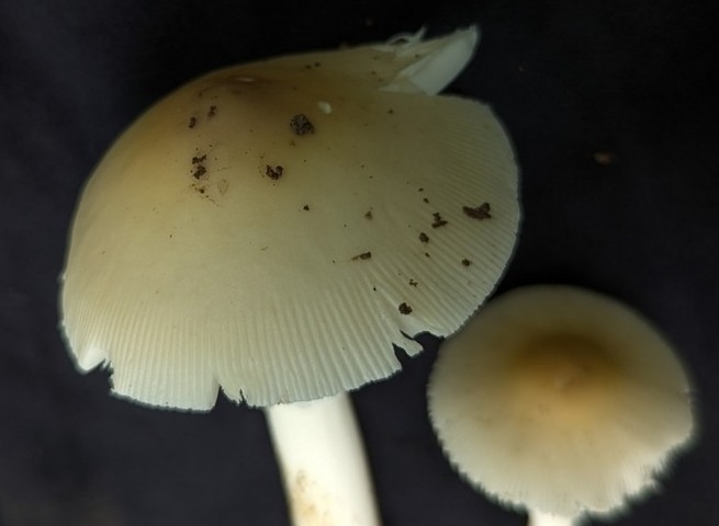undefined (Amanita Sect. Caesareae sp.)