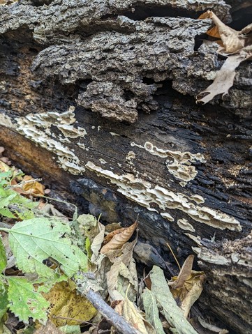 Smoky Polypore (Bjerkandera adusta)