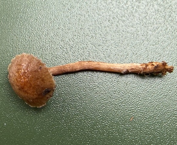 Dung-Loving Deconica (Deconica coprophila)