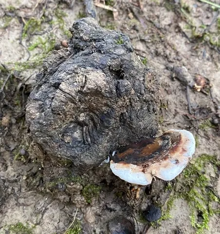 undefined (Ganoderma lobatum)