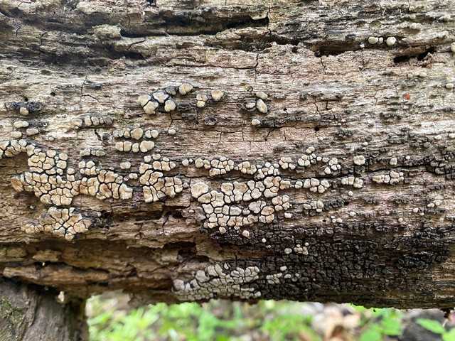 Ceramic Parchment (Xylobolus frustulatus)