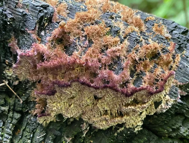 Trichaptum byssogenum