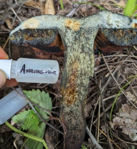 American Lurid Bolete (Suillellus ameriluridus)