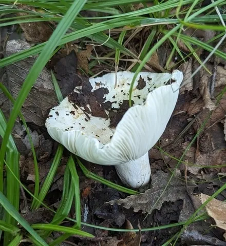 Russula brevipes-IN01